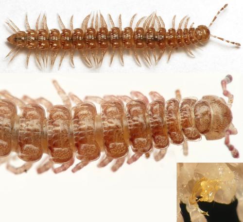 Réf. 314 303 : Propolydesmus testaceus